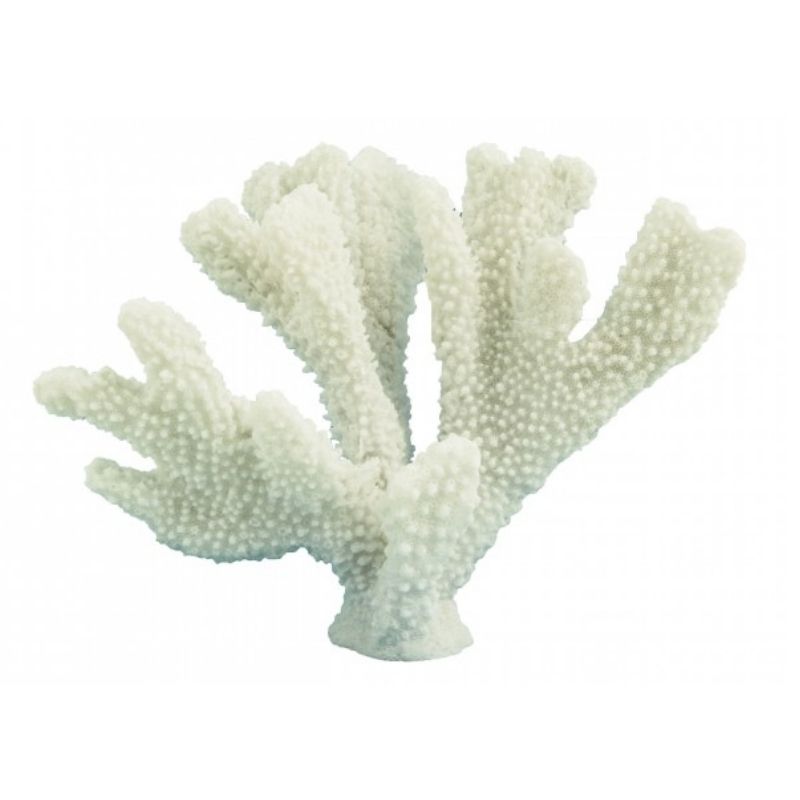 Horn Coral 23CM