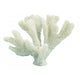 Horn Coral 23CM