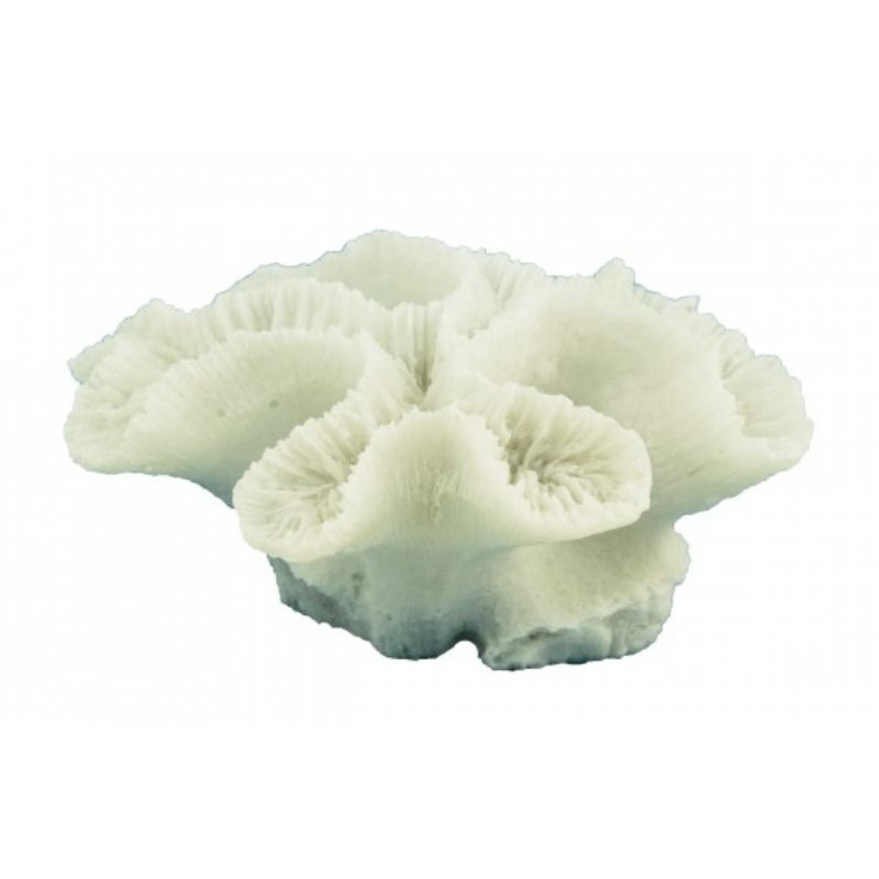 Ridged Cactus Coral